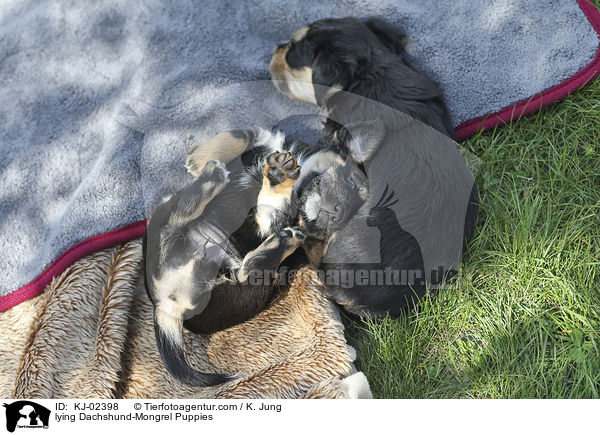 liegende Dackel-Mischling Welpen / lying Dachshund-Mongrel Puppies / KJ-02398