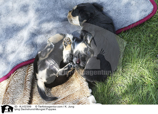 liegende Dackel-Mischling Welpen / lying Dachshund-Mongrel Puppies / KJ-02399
