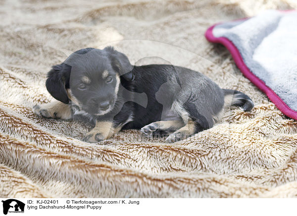 lying Dachshund-Mongrel Puppy / KJ-02401