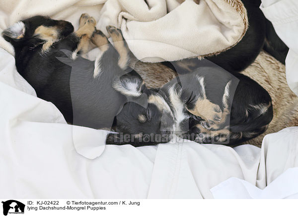 liegende Dackel-Mischling Welpen / lying Dachshund-Mongrel Puppies / KJ-02422