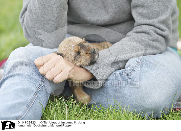 human with Dachshund-Mongrel Puppy / KJ-02423