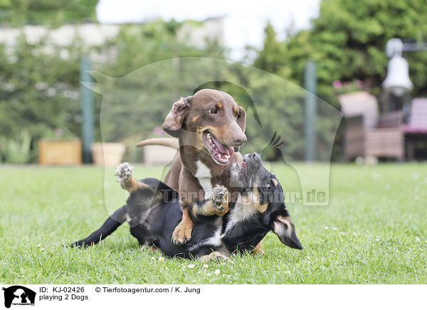 spielende 2 Hunde / playing 2 Dogs / KJ-02426