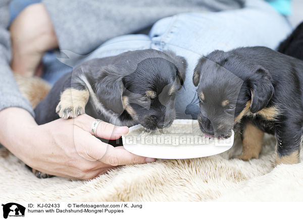 Mensch mit Dackel-Mischling Welpen / human with Dachshund-Mongrel Puppies / KJ-02433