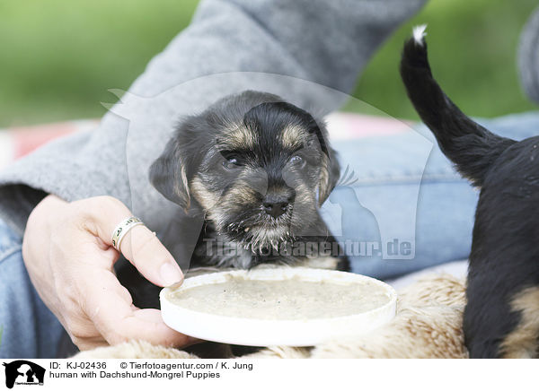 Mensch mit Dackel-Mischling Welpen / human with Dachshund-Mongrel Puppies / KJ-02436