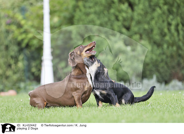 spielende 2 Hunde / playing 2 Dogs / KJ-02442