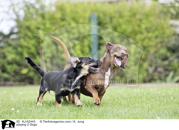 spielende 2 Hunde / playing 2 Dogs / KJ-02443