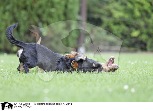 spielende 2 Hunde / playing 2 Dogs / KJ-02456