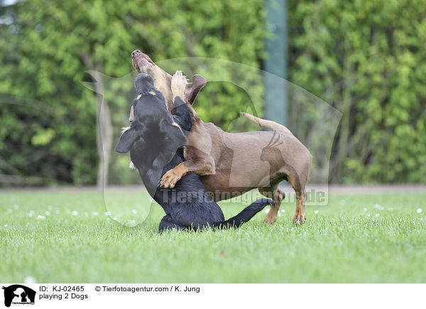 spielende 2 Hunde / playing 2 Dogs / KJ-02465