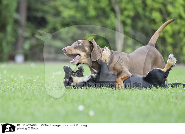 playing 2 Dogs / KJ-02466