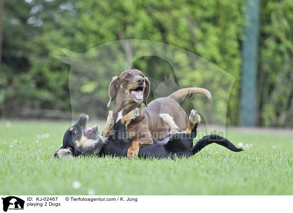 playing 2 Dogs / KJ-02467