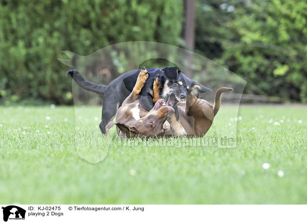 playing 2 Dogs / KJ-02475