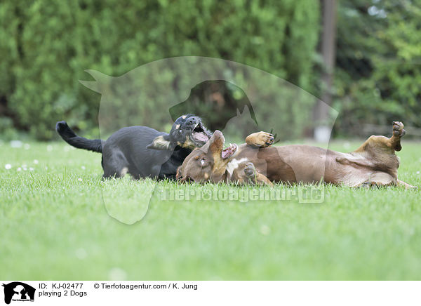 playing 2 Dogs / KJ-02477