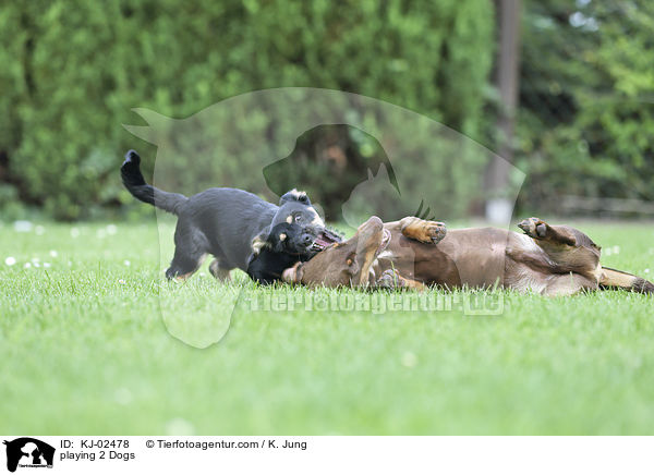 playing 2 Dogs / KJ-02478