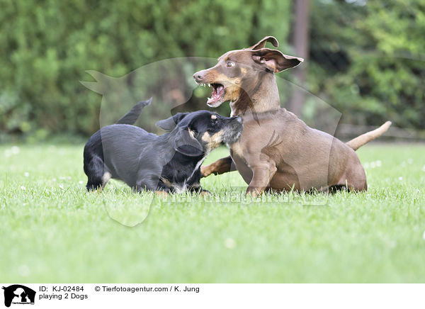 playing 2 Dogs / KJ-02484