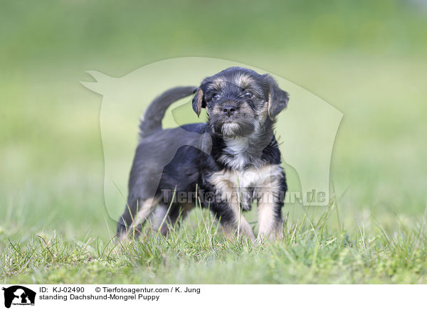 standing Dachshund-Mongrel Puppy / KJ-02490