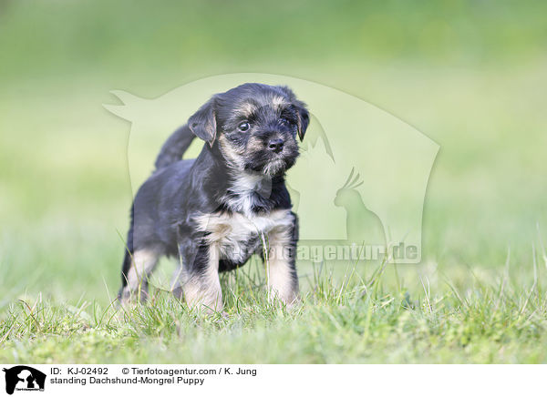standing Dachshund-Mongrel Puppy / KJ-02492