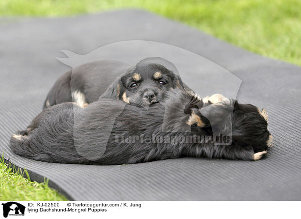 lying Dachshund-Mongrel Puppies / KJ-02500
