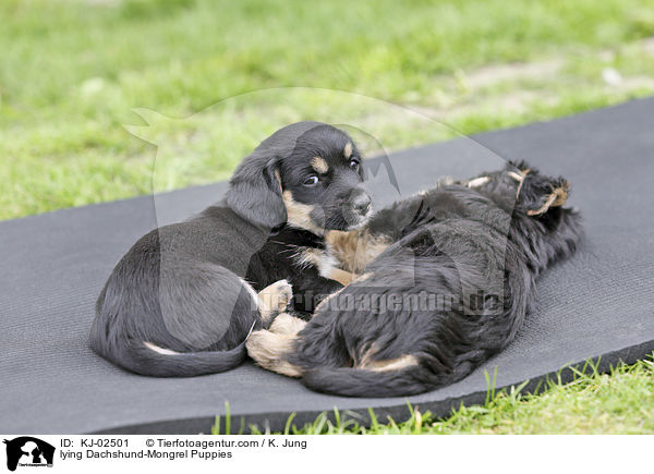 lying Dachshund-Mongrel Puppies / KJ-02501