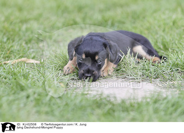 lying Dachshund-Mongrel Puppy / KJ-02508