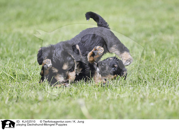 playing Dachshund-Mongrel Puppies / KJ-02510