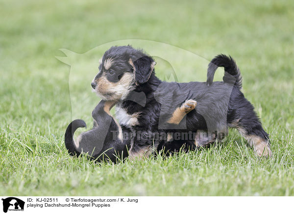 playing Dachshund-Mongrel Puppies / KJ-02511