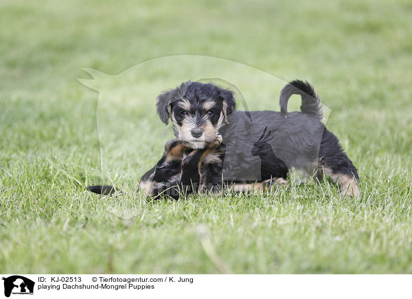 playing Dachshund-Mongrel Puppies / KJ-02513
