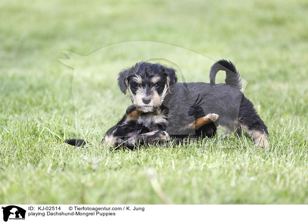 playing Dachshund-Mongrel Puppies / KJ-02514