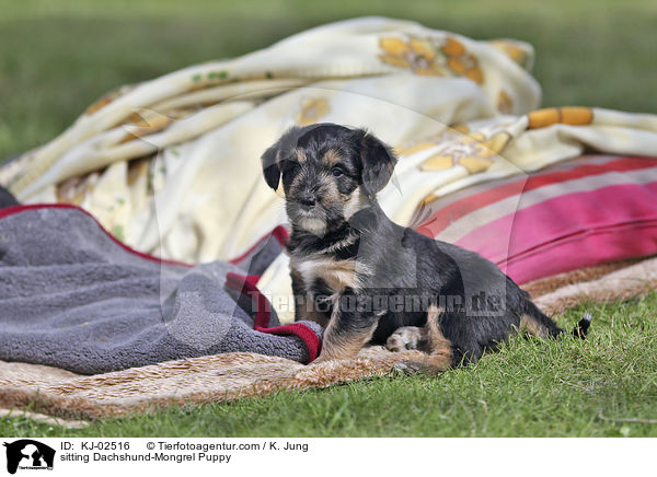 sitting Dachshund-Mongrel Puppy / KJ-02516