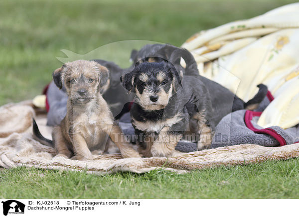 Dachshund-Mongrel Puppies / KJ-02518