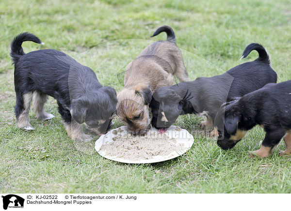 Dackel-Mischling Welpen / Dachshund-Mongrel Puppies / KJ-02522