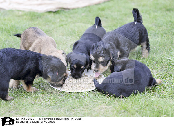 Dachshund-Mongrel Puppies / KJ-02523