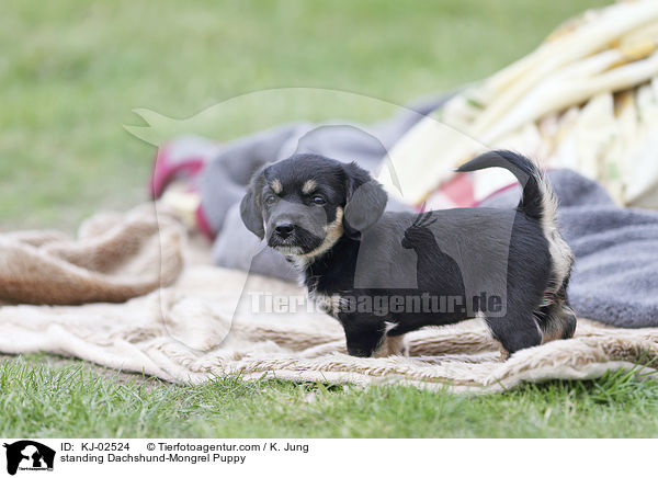 standing Dachshund-Mongrel Puppy / KJ-02524