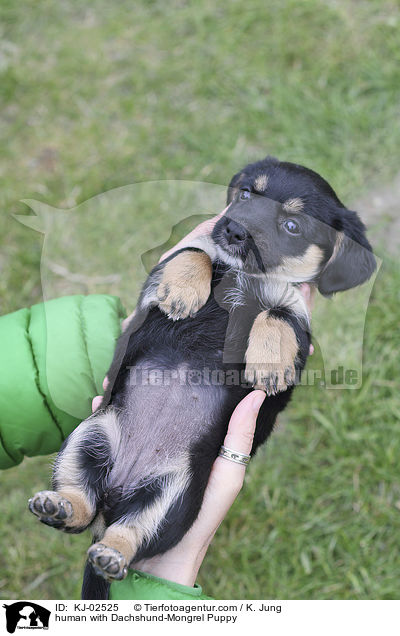 human with Dachshund-Mongrel Puppy / KJ-02525