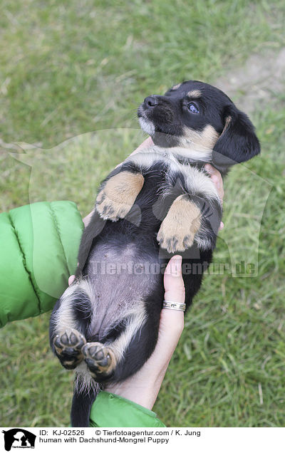 human with Dachshund-Mongrel Puppy / KJ-02526