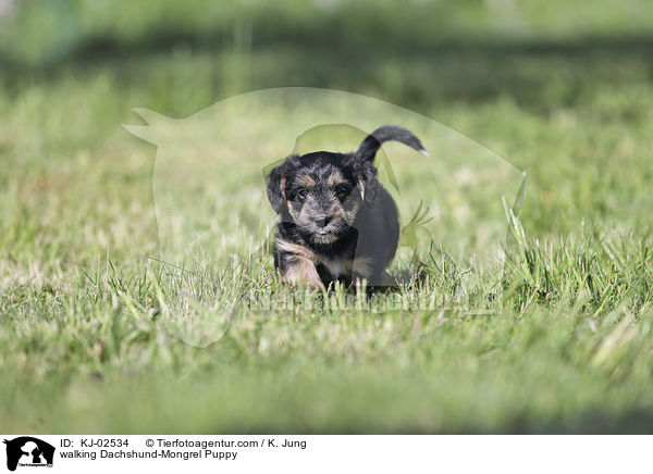 walking Dachshund-Mongrel Puppy / KJ-02534
