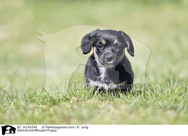 Dachshund-Mongrel Puppy / KJ-02540