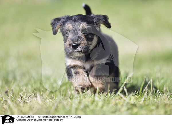 running Dachshund-Mongrel Puppy / KJ-02545