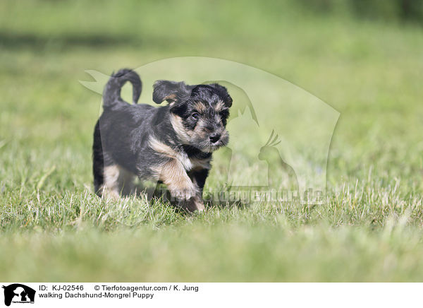 walking Dachshund-Mongrel Puppy / KJ-02546