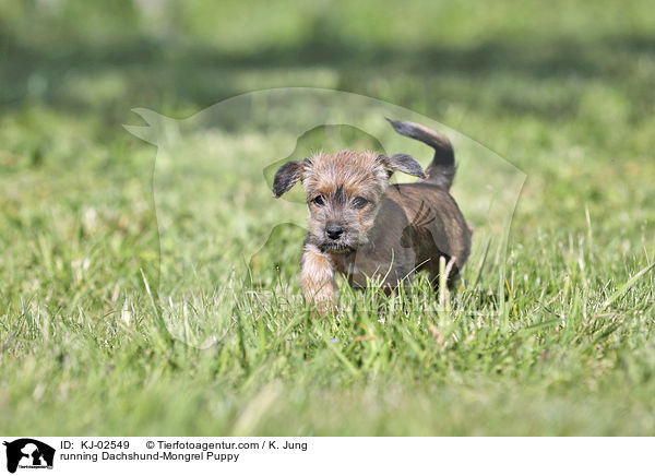 running Dachshund-Mongrel Puppy / KJ-02549