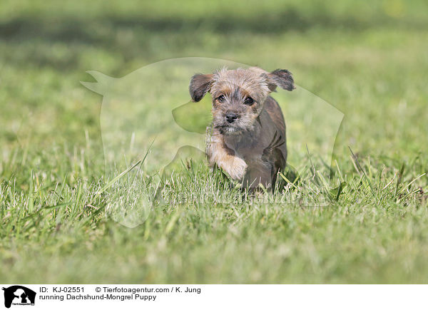 running Dachshund-Mongrel Puppy / KJ-02551