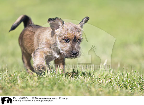 running Dachshund-Mongrel Puppy / KJ-02554