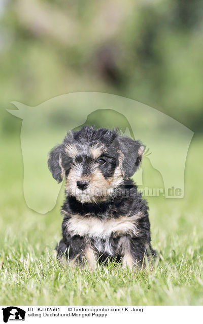 sitting Dachshund-Mongrel Puppy / KJ-02561