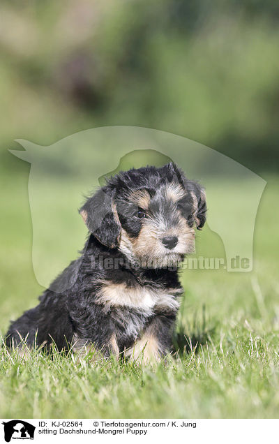 sitting Dachshund-Mongrel Puppy / KJ-02564