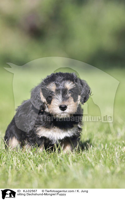 sitting Dachshund-Mongrel Puppy / KJ-02567