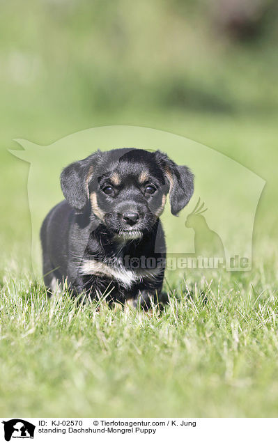 standing Dachshund-Mongrel Puppy / KJ-02570