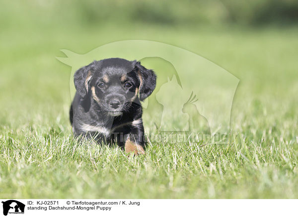 standing Dachshund-Mongrel Puppy / KJ-02571
