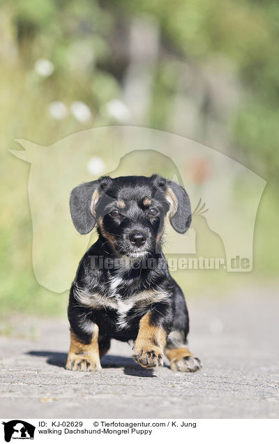 walking Dachshund-Mongrel Puppy / KJ-02629