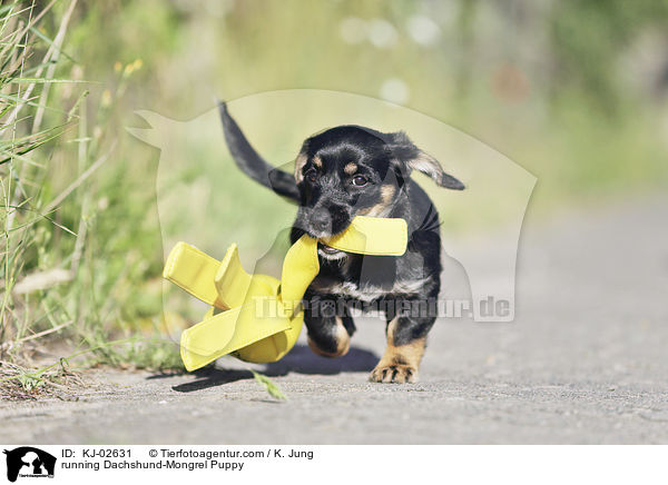 running Dachshund-Mongrel Puppy / KJ-02631
