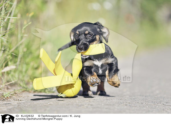 running Dachshund-Mongrel Puppy / KJ-02632