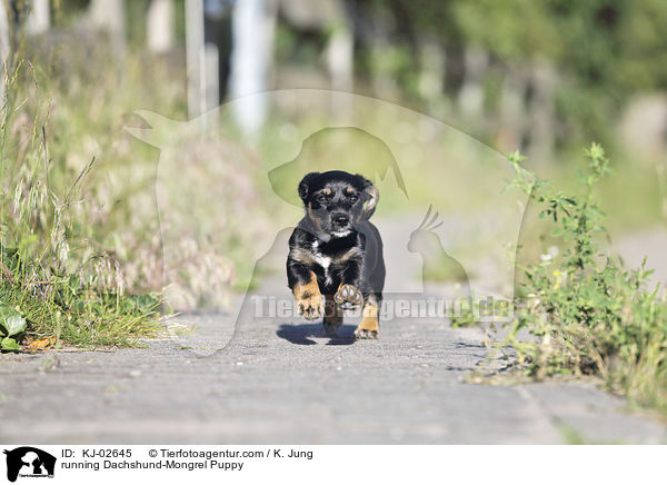 running Dachshund-Mongrel Puppy / KJ-02645